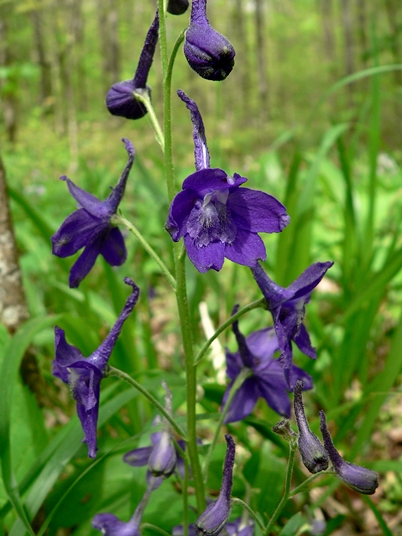{Delphinium tricorne}